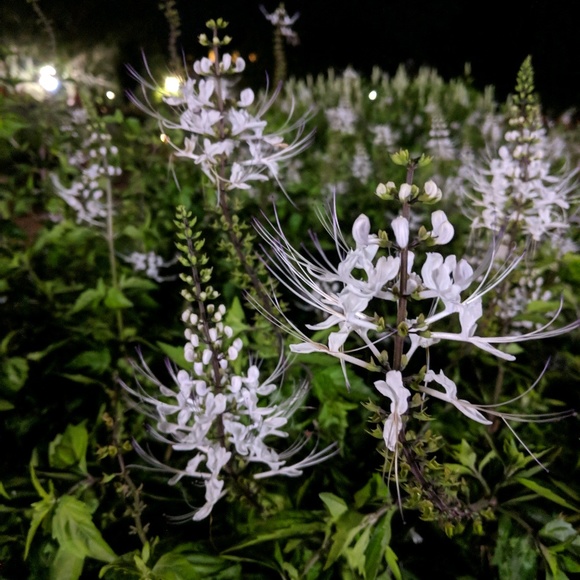 Meet your Posher, Hannah - Picture 1 of 1